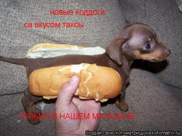новые ходдоги са вкусом таксы ТОЛЬКО В НАШЕМ МАГАЗИНЕ... Котоматрица: новые ходдоги са вкусом таксы ТОЛЬКО В НАШЕМ МАГАЗИНЕ