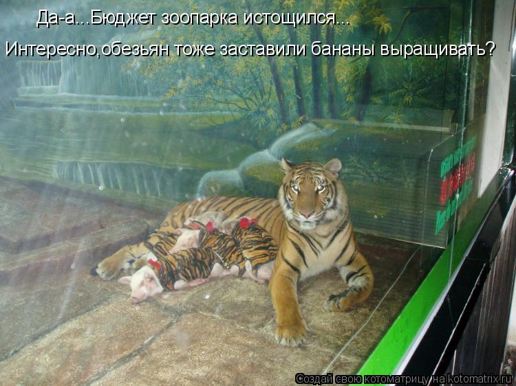 Интересно,обезьян тоже заставили бананы выращивать? Да-а...Бюджет зоопарка истощился...... Котоматрица: Интересно,обезьян тоже заставили бананы выращивать? Да-а...Бюджет зоопарка истощился...