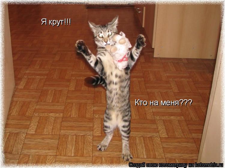 Я крут!!! Я крут!!! Кто на меня???... Котоматрица: Я крут!!! Я крут!!! Кто на меня???