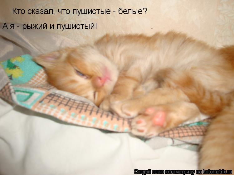 Кто сказал, что пушистые - белые? А я - рыжий и пушистый!... Котоматрица: Кто сказал, что пушистые - белые? А я - рыжий и пушистый!