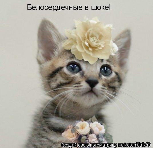 Котоматрица: Белосердечные в шоке!