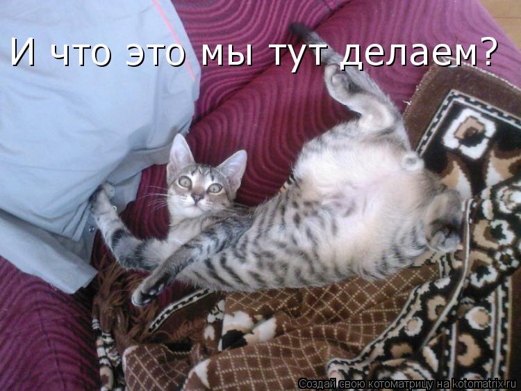 И что это мы тут делаем?... Котоматрица: И что это мы тут делаем?