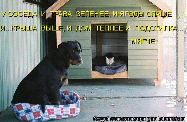У СОСЕДА И ТРАВА ЗЕЛЕНЕЕ, И ЯГОДЫ СЛАЩЕ, И...КРЫША ВЫШЕ, И ДОМ ТЕПЛЕЕ И ПОДСТИЛКА..., МЯГЧЕ...... Котоматрица: У СОСЕДА И ТРАВА ЗЕЛЕНЕЕ, И ЯГОДЫ СЛАЩЕ, И...КРЫША ВЫШЕ, И ДОМ ТЕПЛЕЕ И ПОДСТИЛКА..., МЯГЧЕ...