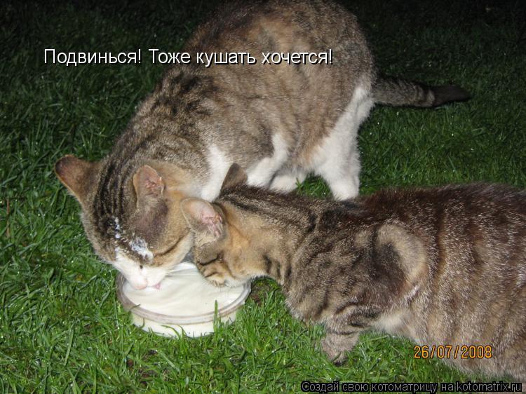 Подвинься! Тоже кушать хочется!... Котоматрица: Подвинься! Тоже кушать хочется!