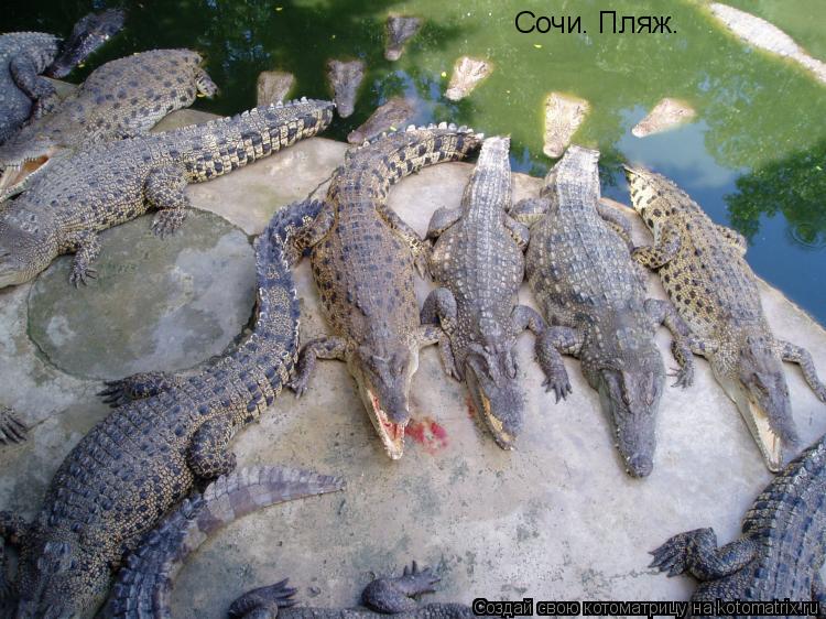 Сочи. Пляж.... Котоматрица: Сочи. Пляж.