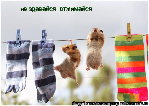 не здавайся отжимайся... Котоматрица: не здавайся отжимайся