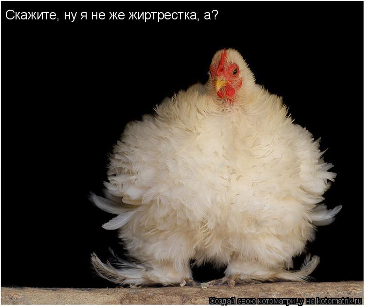 Котоматрица: Скажите, ну я не же жиртрестка, а?