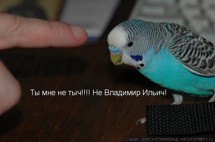 Ты мне не тыч!!!! Не Владимир Ильич!... Котоматрица: Ты мне не тыч!!!! Не Владимир Ильич!