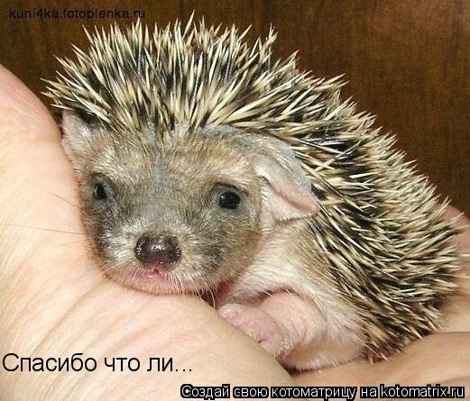 Спасибо что ли...... Котоматрица: Спасибо что ли...