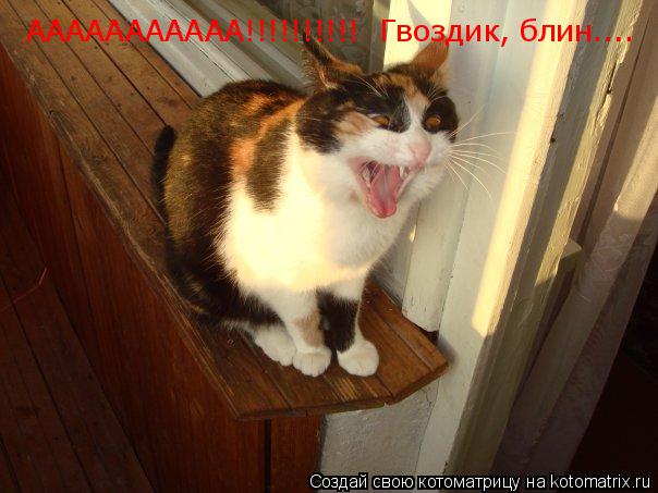ААААААААААА!!!!!!!!!! Гвоздик, блин....... Котоматрица: ААААААААААА!!!!!!!!!! Гвоздик, блин....