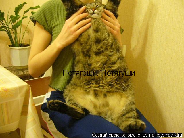 Потягоши. Потягуши... Котоматрица: Потягоши. Потягуши