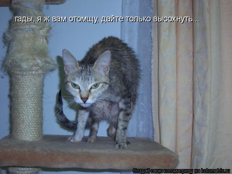 гады, я ж вам отомщу, дайте только гады, я ж вам отомщу, дайте только высохнуть...... Котоматрица: гады, я ж вам отомщу, дайте только гады, я ж вам отомщу, дайте только высохнуть...