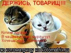 ДЕРЖИСЬ, ТОВАРИЩ!!! Котики наглые... В чашках нежно мурлычут... Хочешь чаю, Галченок?!... Котоматрица: ДЕРЖИСЬ, ТОВАРИЩ!!! Котики наглые... В чашках нежно мурлычут... Хочешь чаю, Галченок?!