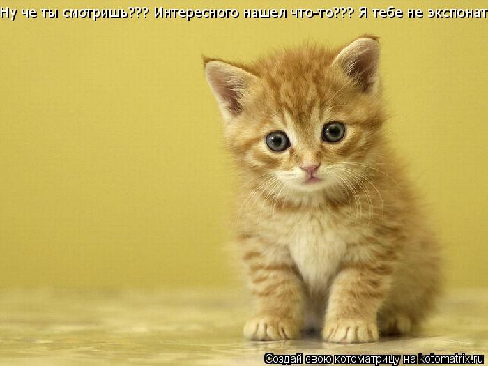 Ну че ты смотришь??? Интересного нашел что-то??? Я тебе не экспонат!... Котоматрица: Ну че ты смотришь??? Интересного нашел что-то??? Я тебе не экспонат!