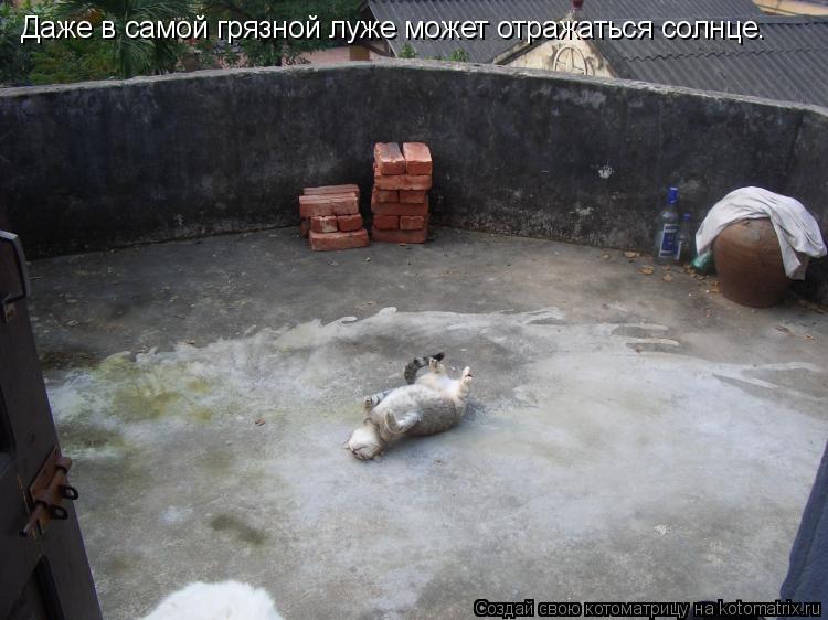 Даже в самой грязной луже может отражаться солнце.... Котоматрица: Даже в самой грязной луже может отражаться солнце.
