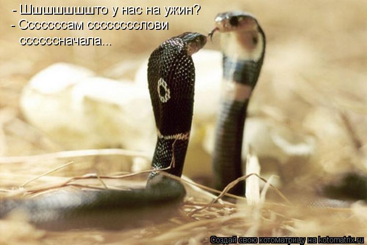 - Шшшшшшшто у нас на ужин? - Сссссссам сссссссслови ссссссначала...... Котоматрица: - Шшшшшшшто у нас на ужин? - Сссссссам сссссссслови ссссссначала...