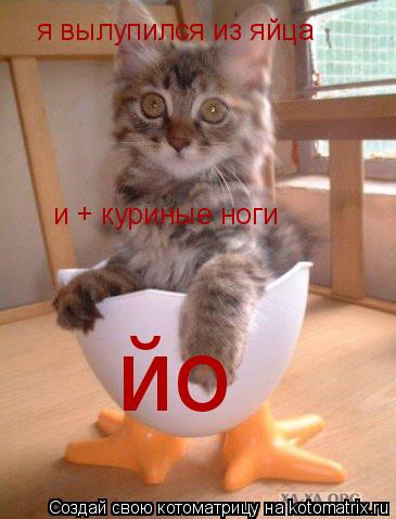 я вылупился из яйца и + куриные ноги йо... Котоматрица: я вылупился из яйца и + куриные ноги йо