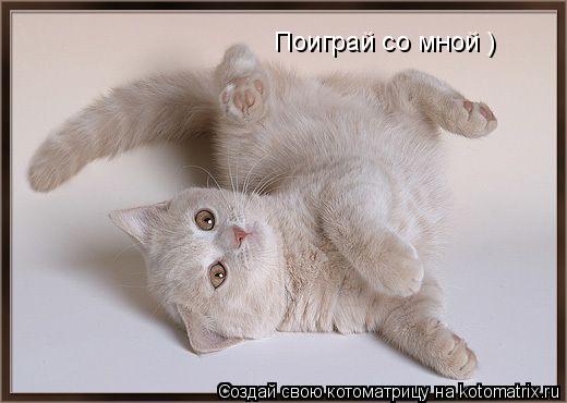 Поиграй со мной )... Котоматрица: Поиграй со мной )