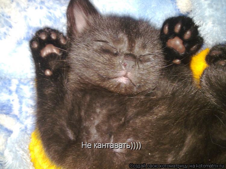 Не кантавать))))... Котоматрица: Не кантавать))))