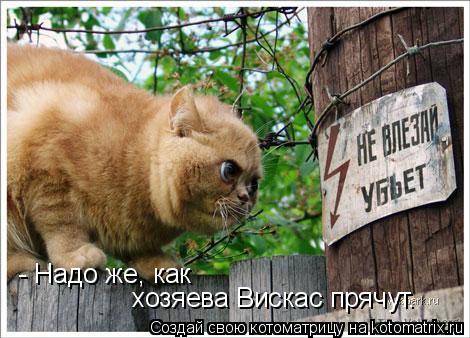 - Надо же, как хозяева Вискас прячут.... Котоматрица: - Надо же, как хозяева Вискас прячут.