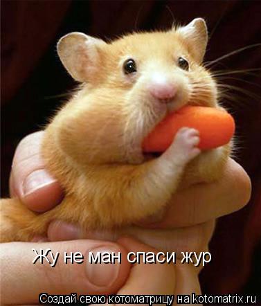 Жу не ман спаси жур... Котоматрица: Жу не ман спаси жур