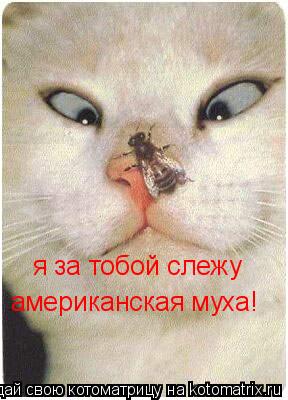 я за тобой слежу американская муха!... Котоматрица: я за тобой слежу американская муха!