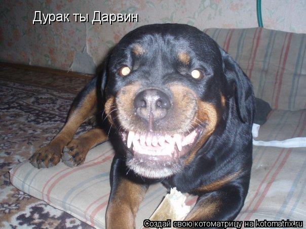 Дурак ты Дарвин... Котоматрица: Дурак ты Дарвин