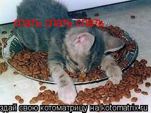 спать спать спать... Котоматрица: спать спать спать