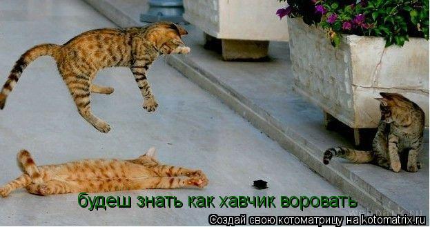 будеш знать как хавчик воровать... Котоматрица: будеш знать как хавчик воровать