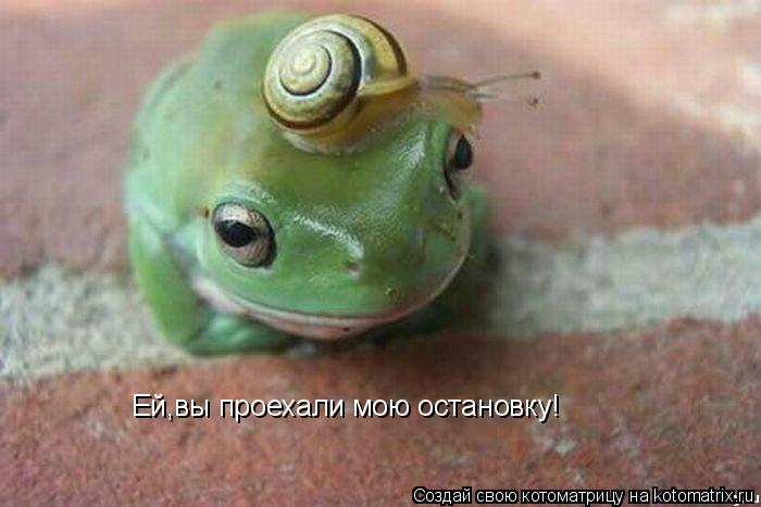 Ей,вы проехали мою остановку!... Котоматрица: Ей,вы проехали мою остановку!