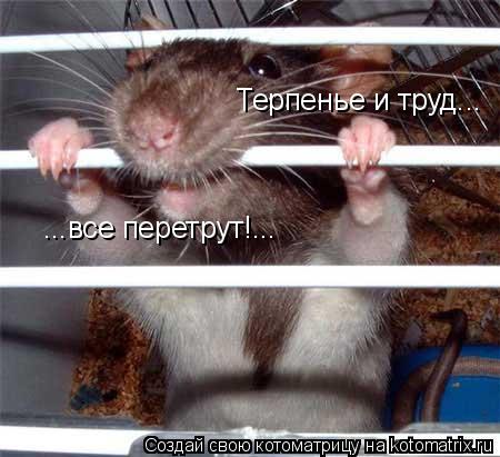 Терпенье и труд... ...все перетрут!...... Котоматрица: Терпенье и труд... ...все перетрут!...