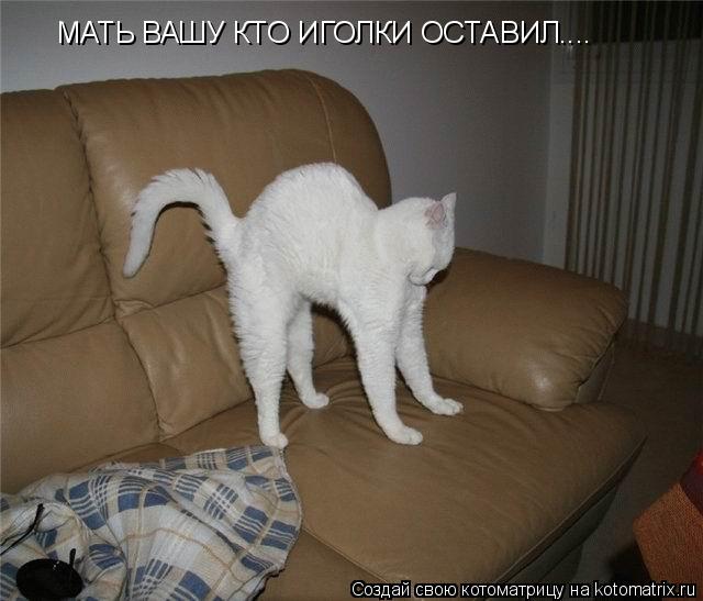 МАТЬ ВАШУ КТО ИГОЛКИ ОСТАВИЛ....... Котоматрица: МАТЬ ВАШУ КТО ИГОЛКИ ОСТАВИЛ....