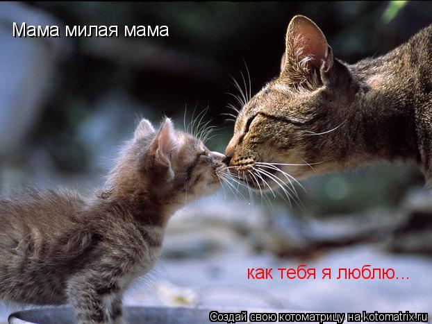 Мама милая мама как тебя я люблю...... Котоматрица: Мама милая мама как тебя я люблю...