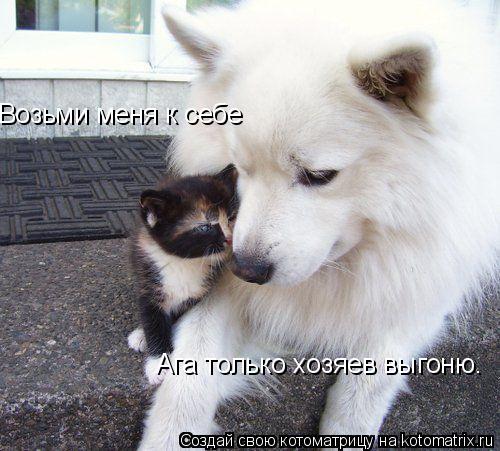 Возьми меня к себе Ага только хозяев выгоню.... Котоматрица: Возьми меня к себе Ага только хозяев выгоню.