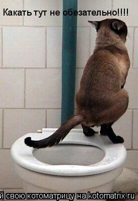 Какать тут не обезательно!!!!... Котоматрица: Какать тут не обезательно!!!!