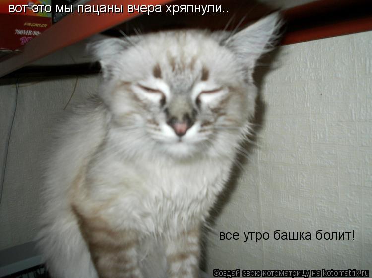 вот это мы пацаны вчера хряпнули.. все утро башка болит!... Котоматрица: вот это мы пацаны вчера хряпнули.. все утро башка болит!
