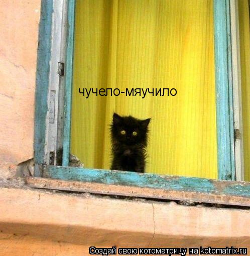 чучело-мяучило... Котоматрица: чучело-мяучило