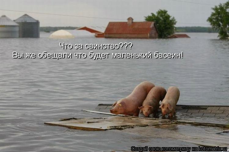 Что за свинство??? Вы же обещали что будет маленький басеин!... Котоматрица: Что за свинство??? Вы же обещали что будет маленький басеин!