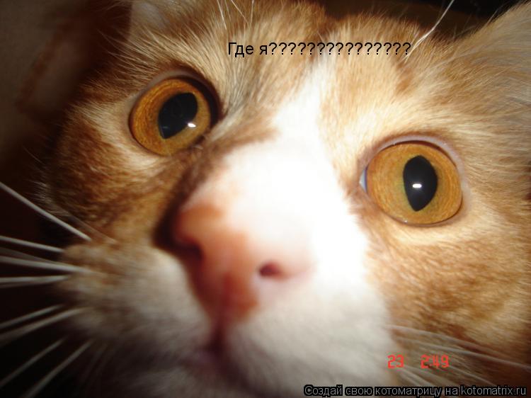 Где я???????????????... Котоматрица: Где я???????????????