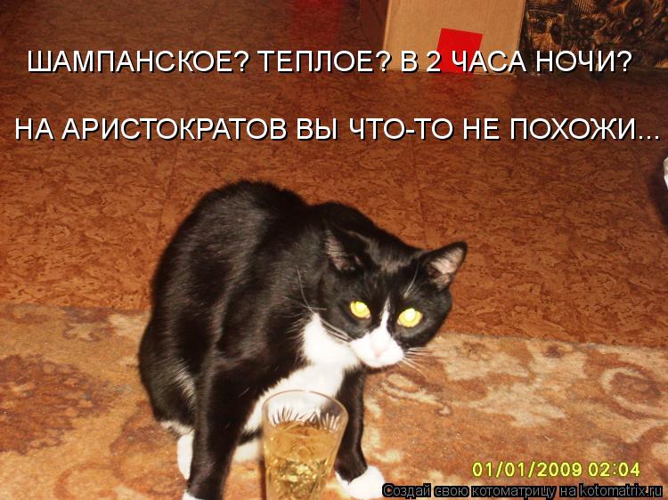 ШАМПАНСКОЕ? ТЕПЛОЕ? В 2 ЧАСА НОЧИ? НА АРИСТОКРАТОВ ВЫ ЧТО-ТО НЕ ПОХОЖИ...... Котоматрица: ШАМПАНСКОЕ? ТЕПЛОЕ? В 2 ЧАСА НОЧИ? НА АРИСТОКРАТОВ ВЫ ЧТО-ТО НЕ ПОХОЖИ...