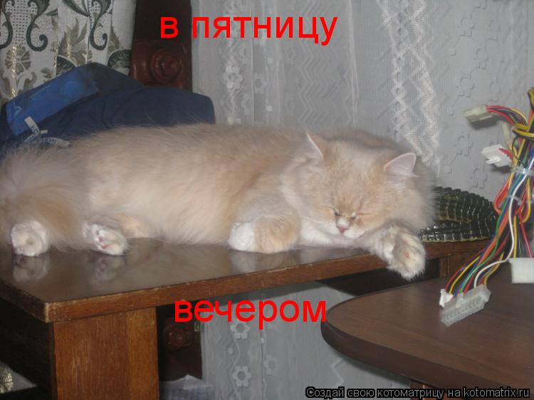 в пятницу вечером... Котоматрица: в пятницу вечером