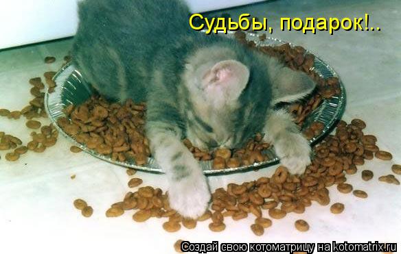 Судьбы, подарок!..... Котоматрица: Судьбы, подарок!..