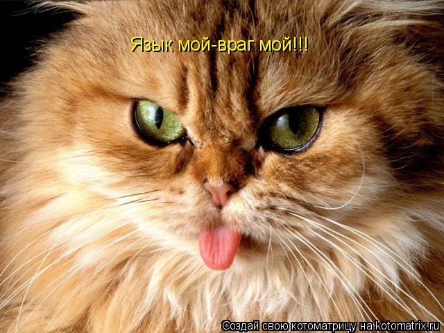 Котоматрица: Язык мой-враг мой!!!