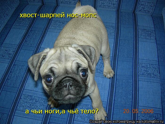 хвост-шарпей нос-мопс а чьи ноги,а чьё тело?... Котоматрица: хвост-шарпей нос-мопс а чьи ноги,а чьё тело?
