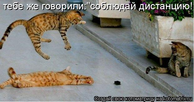тебе же говорили:"соблюдай дистанцию!!!-... Котоматрица: тебе же говорили:"соблюдай дистанцию!!!-