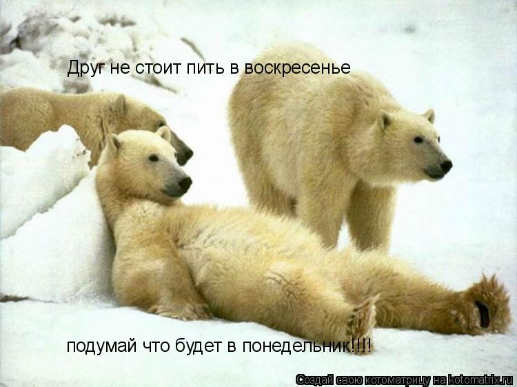Друг не стоит пить в воскресенье Друг не стоит пить в воскресенье подумай что будет в понедельник!!!!... Котоматрица: Друг не стоит пить в воскресенье Друг не стоит пить в воскресенье подумай что будет в понедельник!!!! подумай что будет в понедельник!!!!