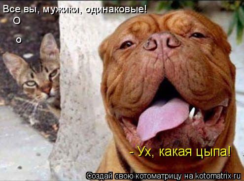 - Ух, какая цыпа! Все вы, мужики, одинаковые! о О... Котоматрица: - Ух, какая цыпа! Все вы, мужики, одинаковые! о О