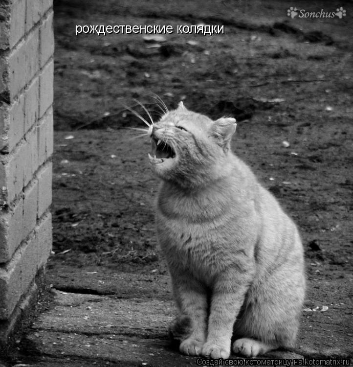 рождественские колядки... Котоматрица: рождественские колядки