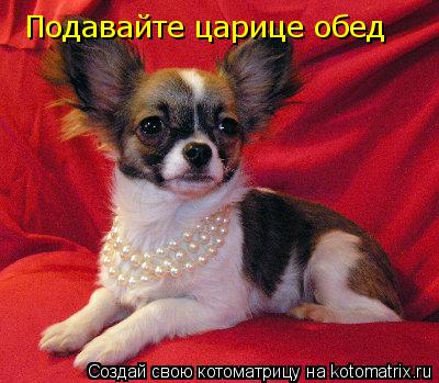 Подавайте царице обед... Котоматрица: Подавайте царице обед