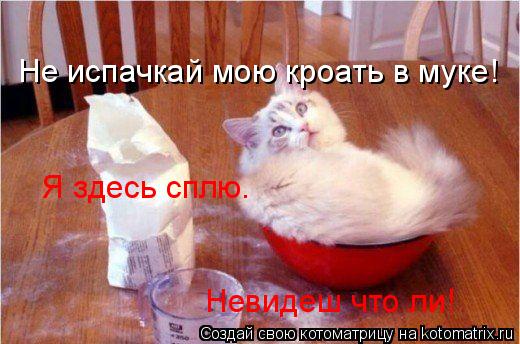Котоматрица: Я здесь сплю. Невидеш что ли! Не испачкай мою кроать в муке!